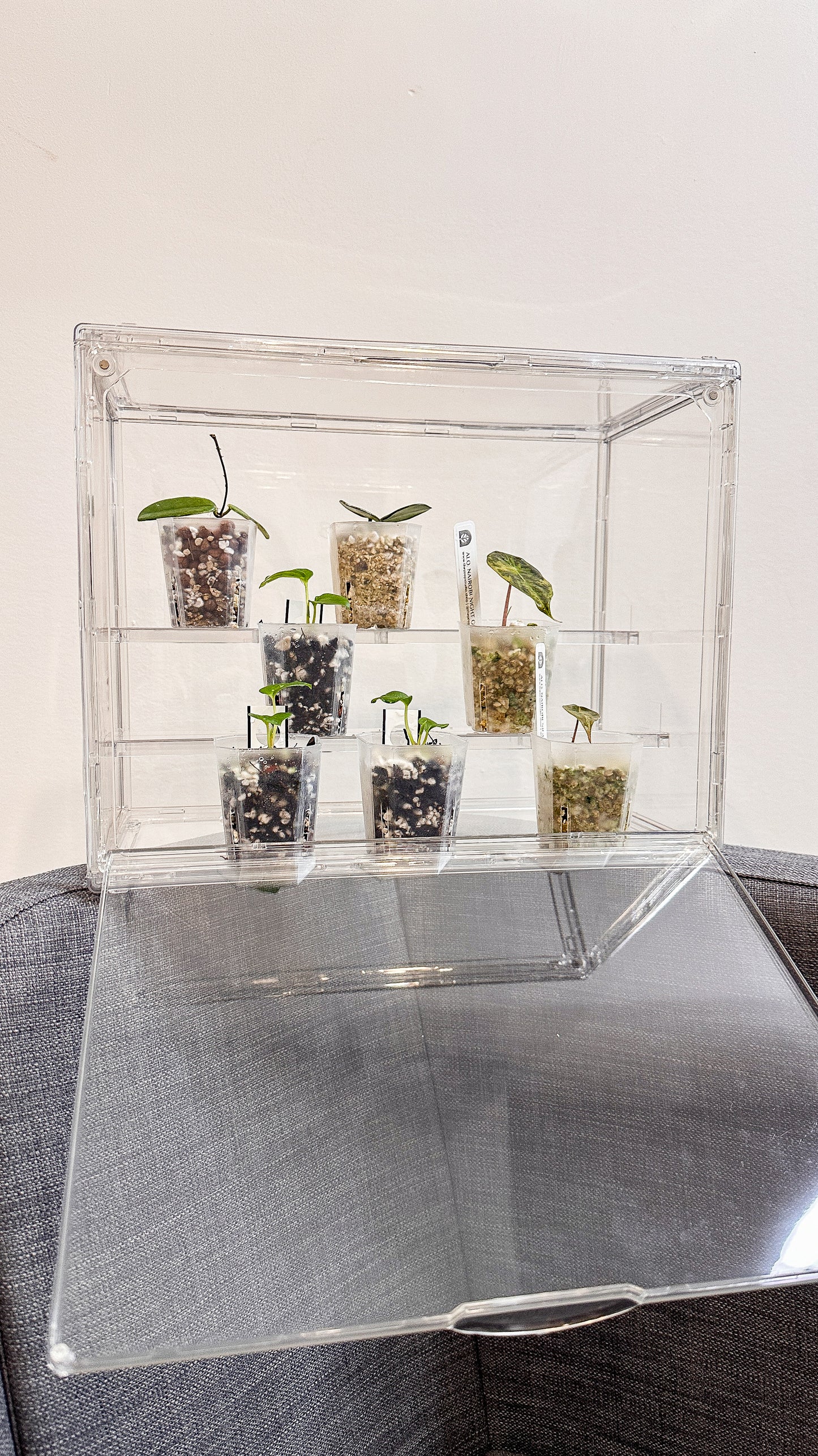 3-tier Acrylic Bin for Seedlings / Small Plant Display Bin