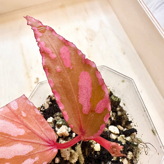 BEGONIA JULAU