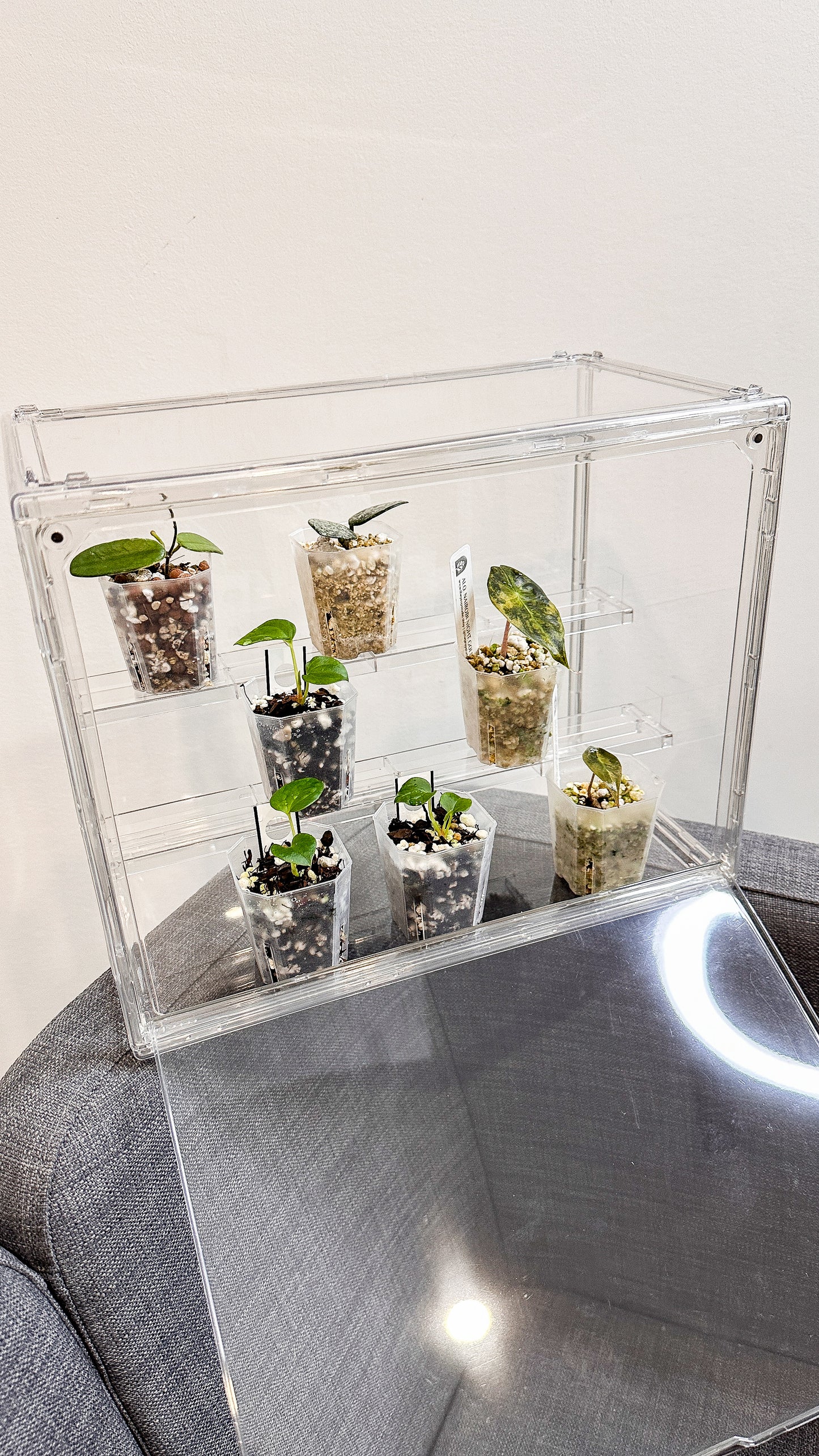 3-tier Acrylic Bin for Seedlings / Small Plant Display Bin