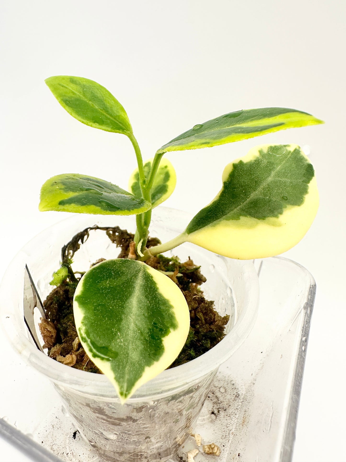 HOYA AUSTRALIS ALBOMARGINATA