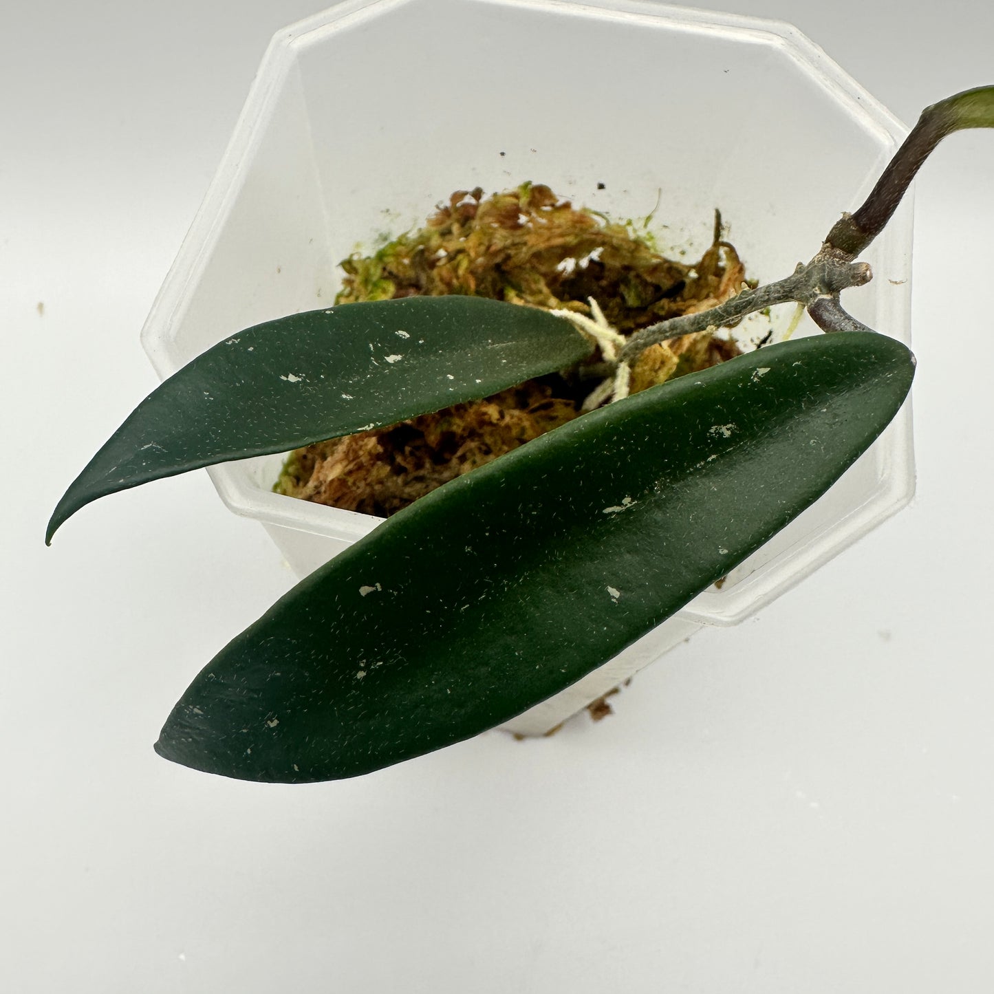 HOYA MIRABILIS CLONE