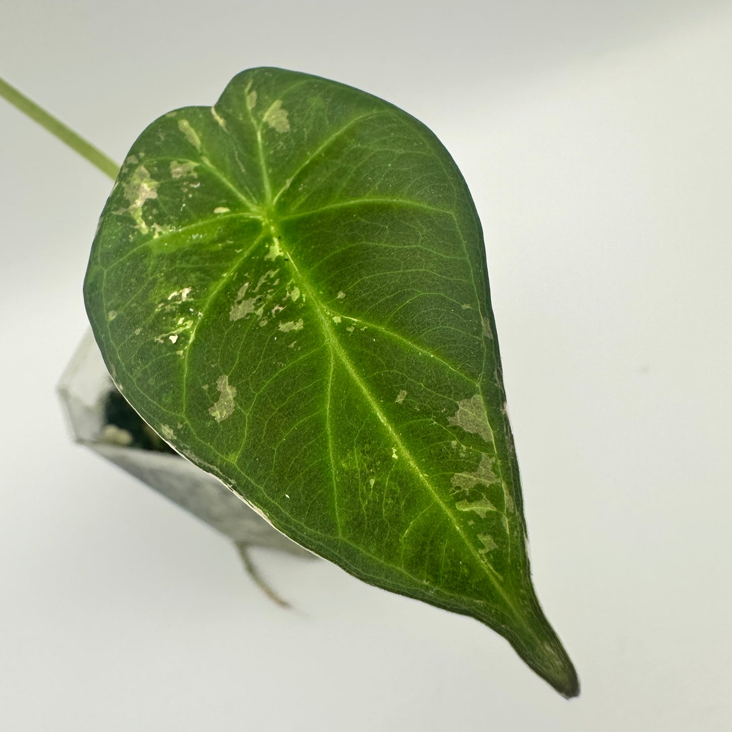 ALOCASIA REGAL SHIELD ALBO GROWN FROM CORM