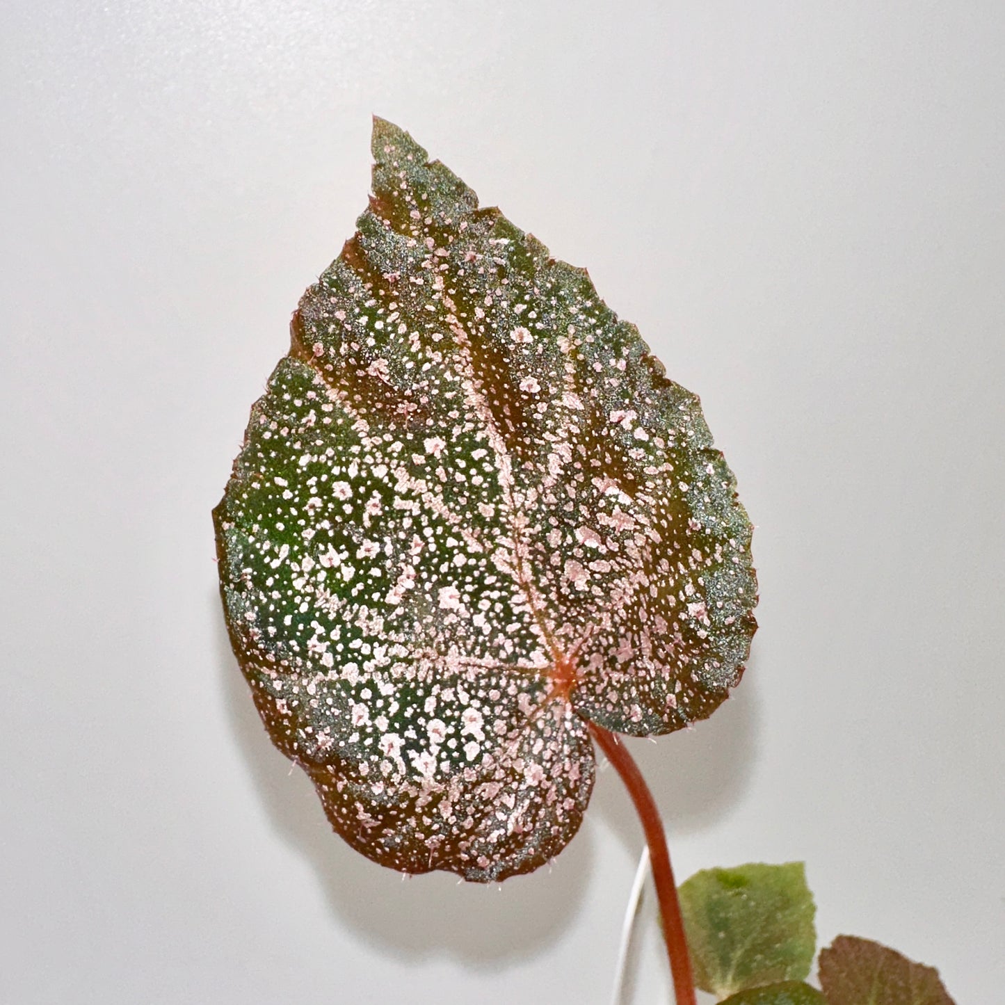 BEGONIA ELLA MARGUERITE