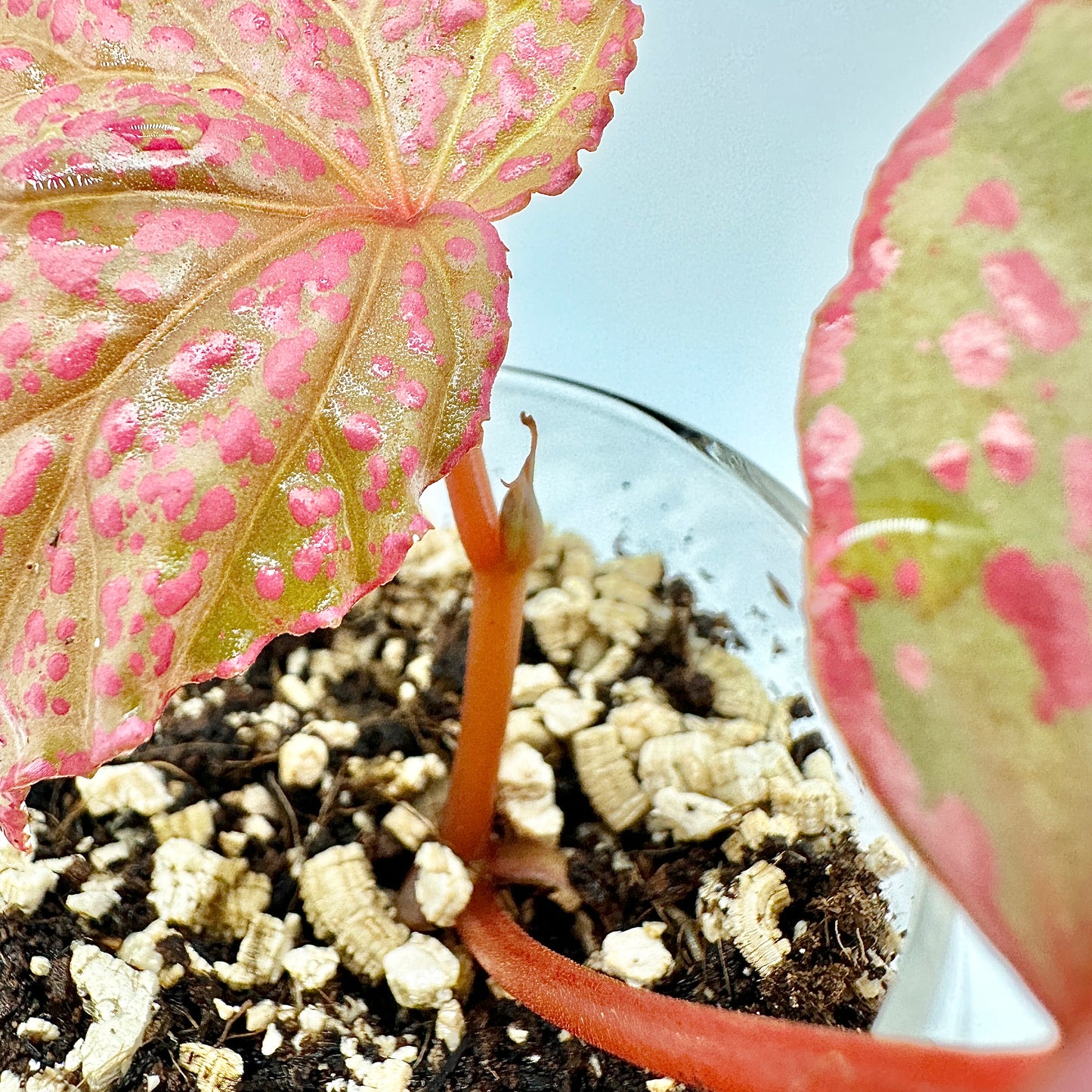 BEGONIA ROSEOPUNCTATA