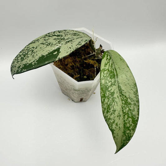 HOYA PUBICALYX PINK SILVER GHOST (D)