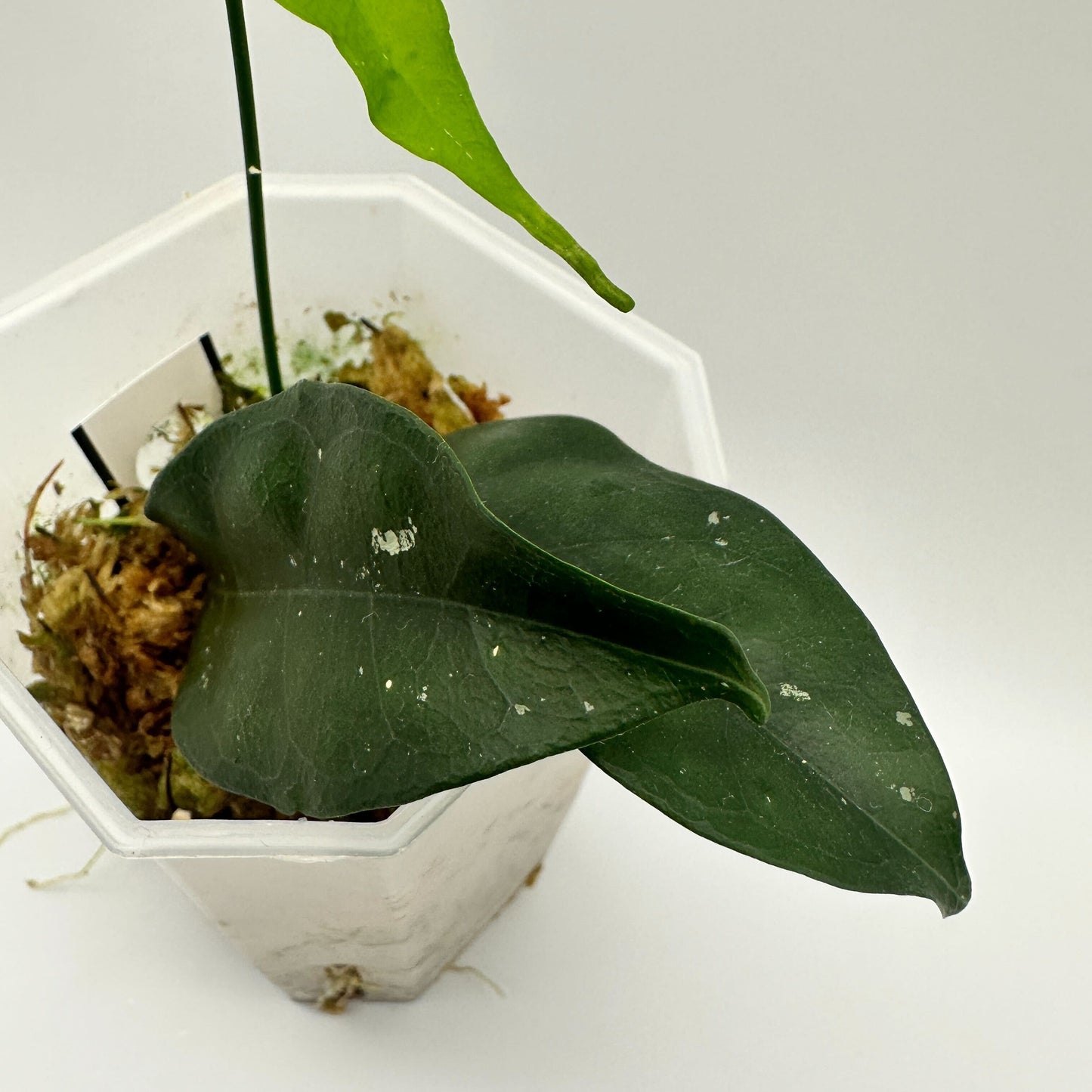HOYA MULTIFLORA (B)