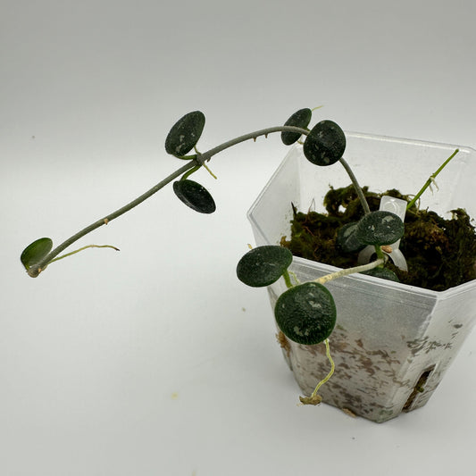 HOYA SERPENS SPLASH (A)