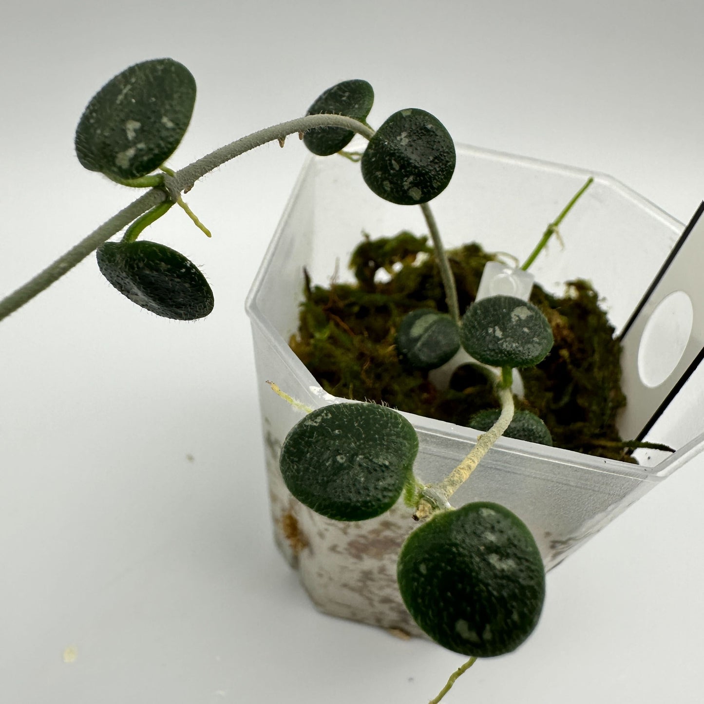 HOYA SERPENS SPLASH (A)