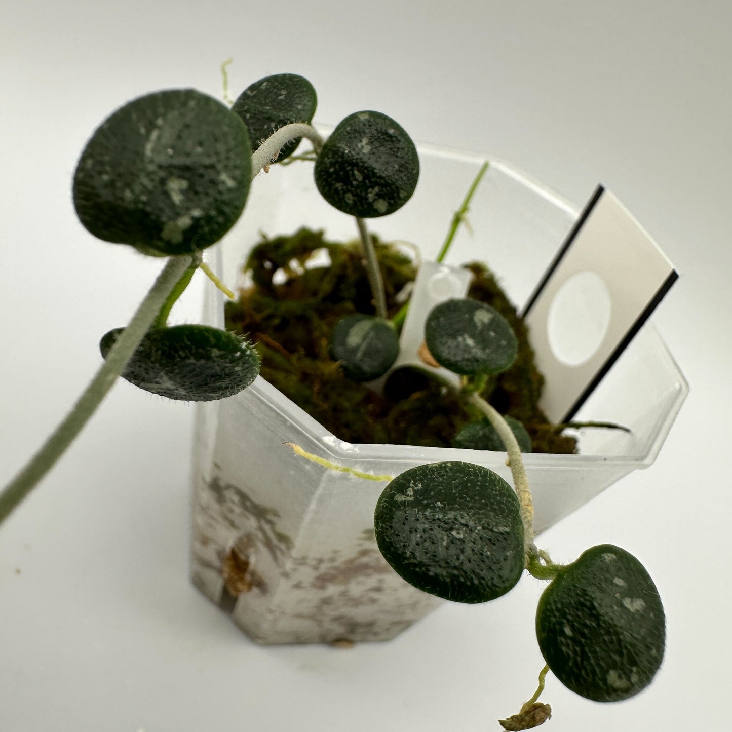 HOYA SERPENS SPLASH (A)