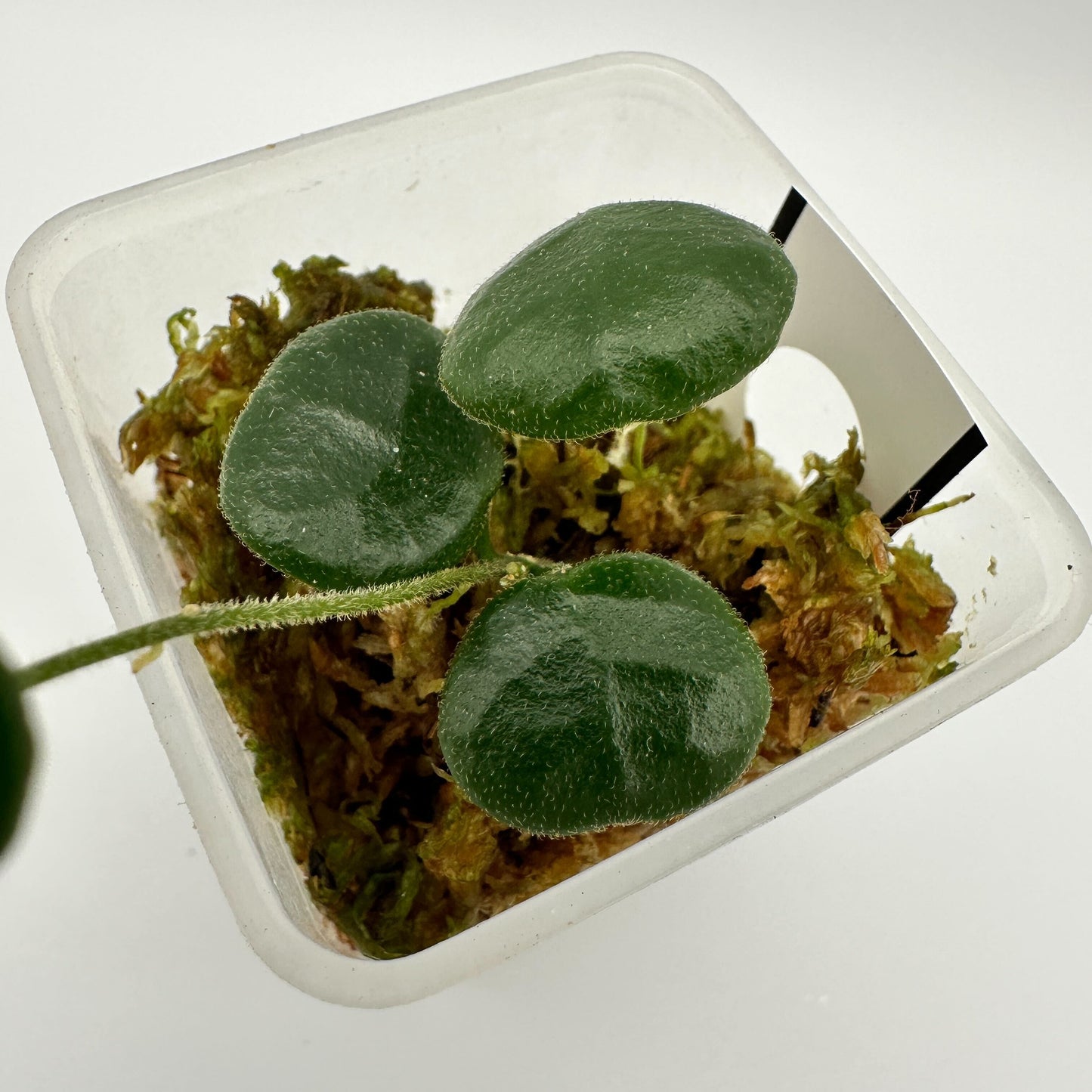 HOYA OBCORDATA (A)