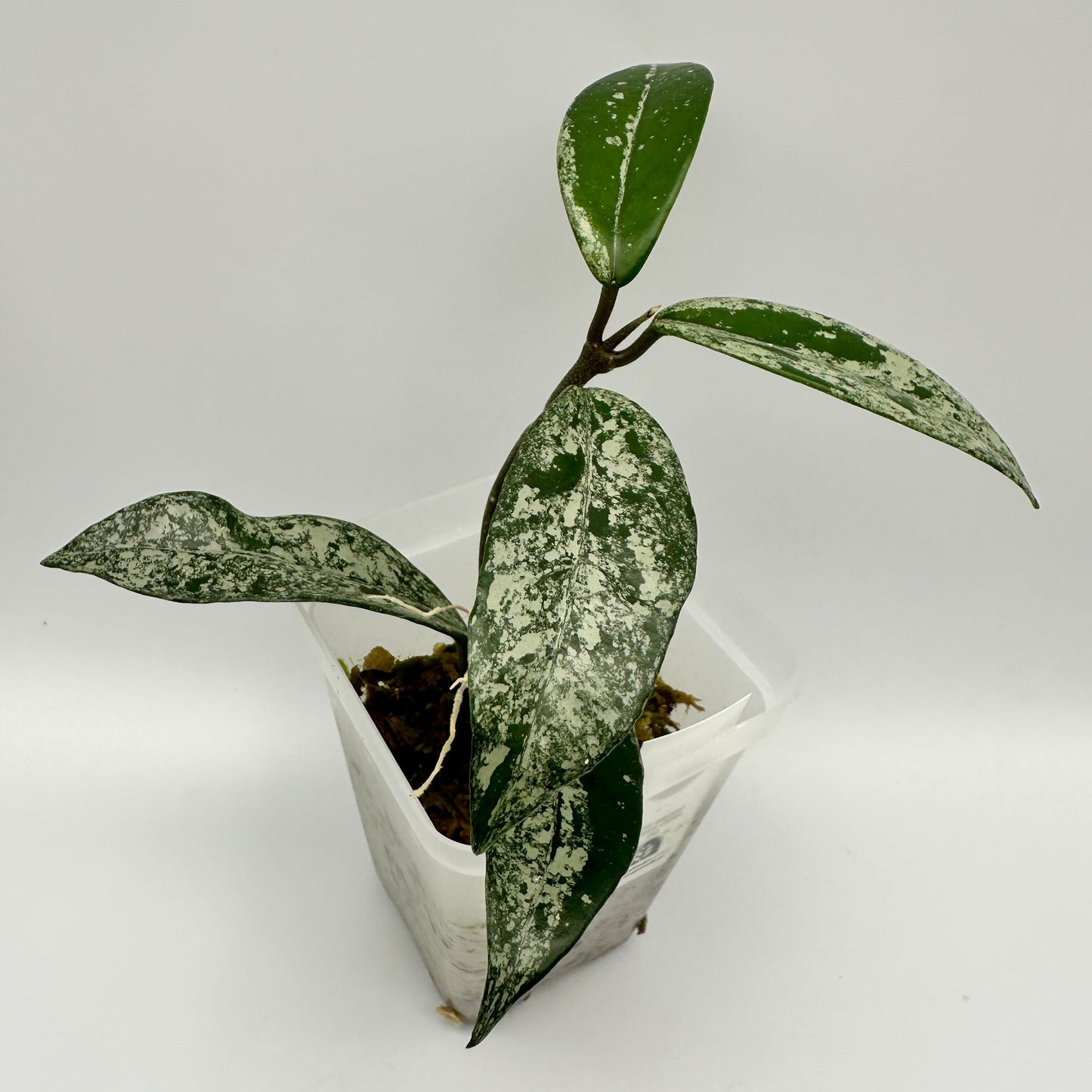 HOYA CARNOSA 'WILBUR GRAVES' CHINA (A)