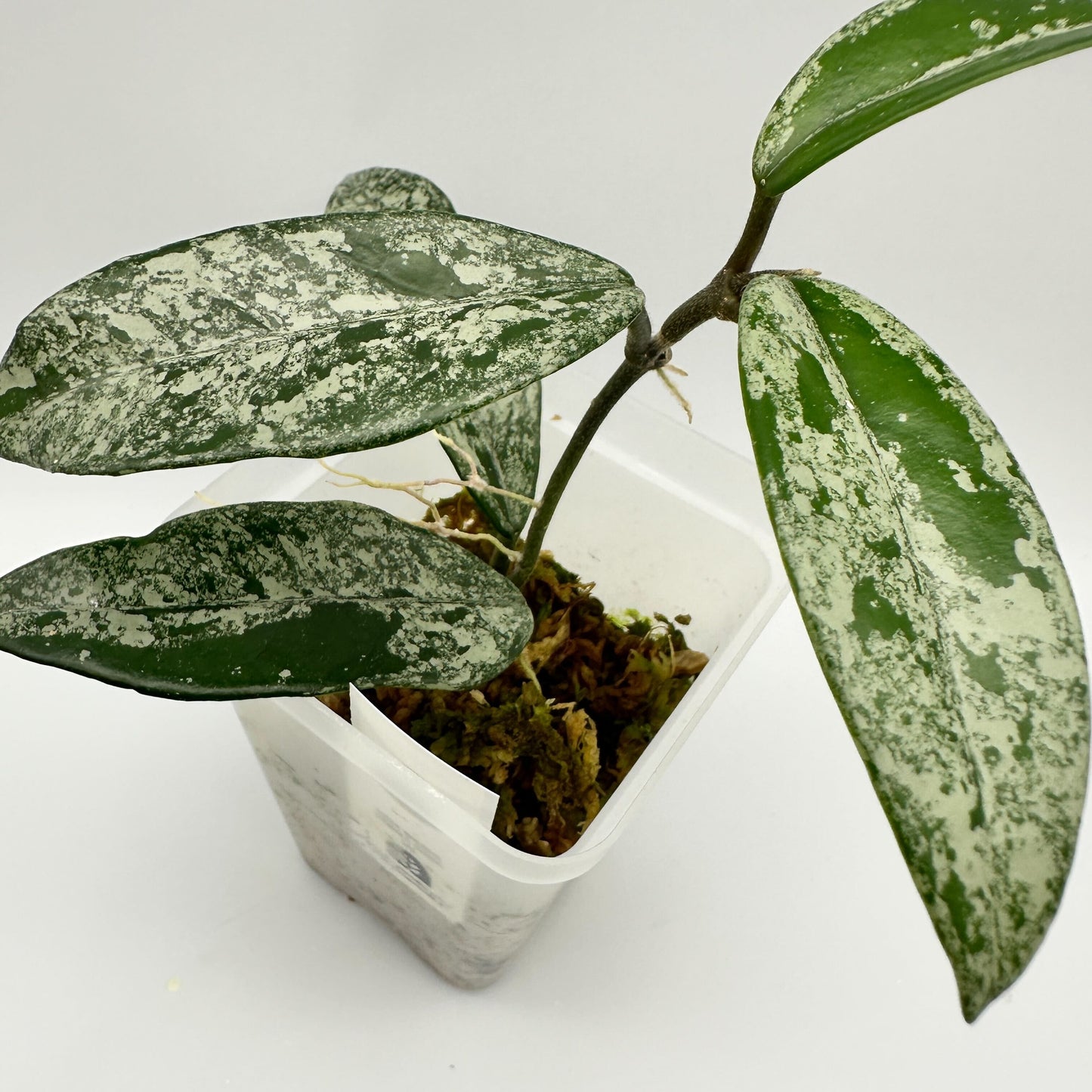 HOYA CARNOSA 'WILBUR GRAVES' CHINA (A)