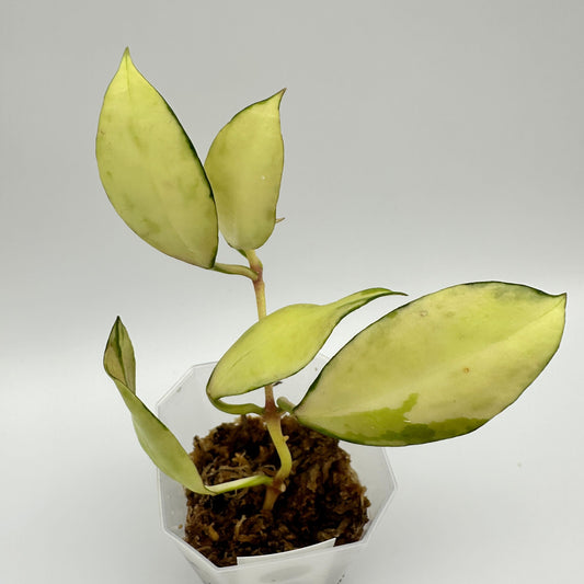 FRESH CHOP | HOYA WALLINIANA VAR. (B)