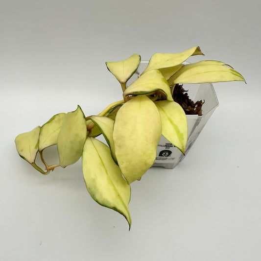 FRESH CHOP | HOYA WALLINIANA VAR. (C)