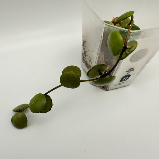 FRESH CHOP | HOYA PELTATA (A)