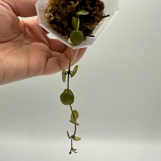 FRESH CHOP | HOYA PELTATA (B)