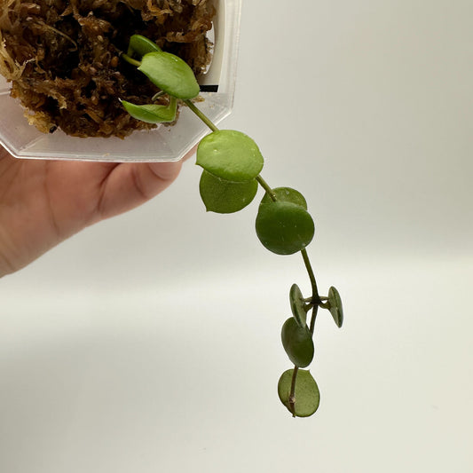 FRESH CHOP | HOYA PELTATA (C)