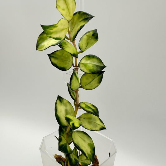 FRESH CHOP | HOYA LACUNOSA TRI-COLOUR BRUNO (A)