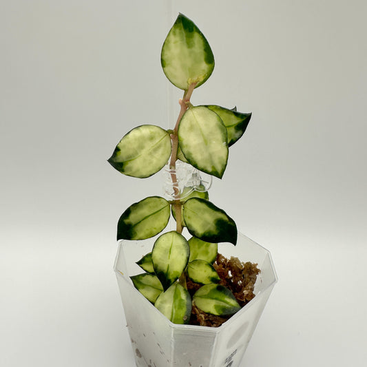FRESH CHOP | HOYA LACUNOSA TRI-COLOUR BRUNO (B)