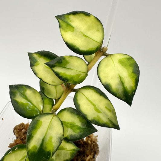FRESH CHOP | HOYA LACUNOSA TRI-COLOUR BRUNO (D)