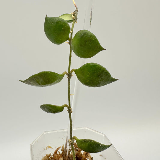 FRESH CHOP | HOYA MINUTIFLORA (A)