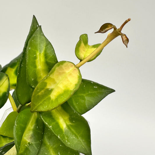 FRESH CHOP | HOYA LACUNOSA GOLDEN FLAME (A)