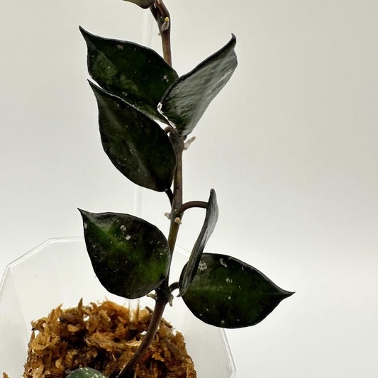 FRESH CHOP | HOYA LACUNOSA BLACK (A)