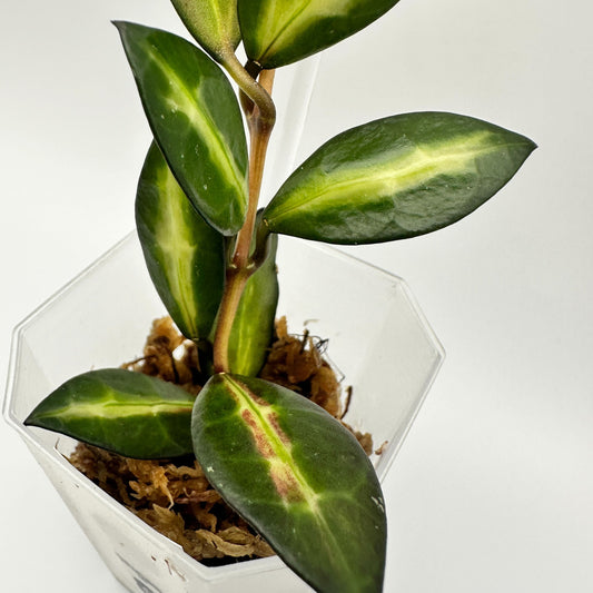 FRESH CHOP | HOYA LACUNOSA QUEEN MIDORI (B)