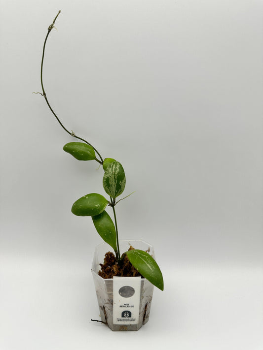 HOYA BREVIALATA (A)